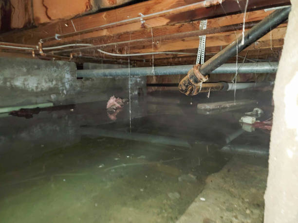 Best Water damage cleanup near me  in Citrus, CA