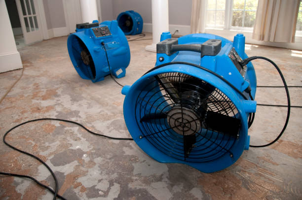 Best Mold removal after water damage  in Citrus, CA